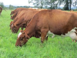 Rouge pie de l'Est 2 (Melanie M) L