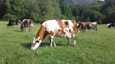 Photos Violine 008.jpg